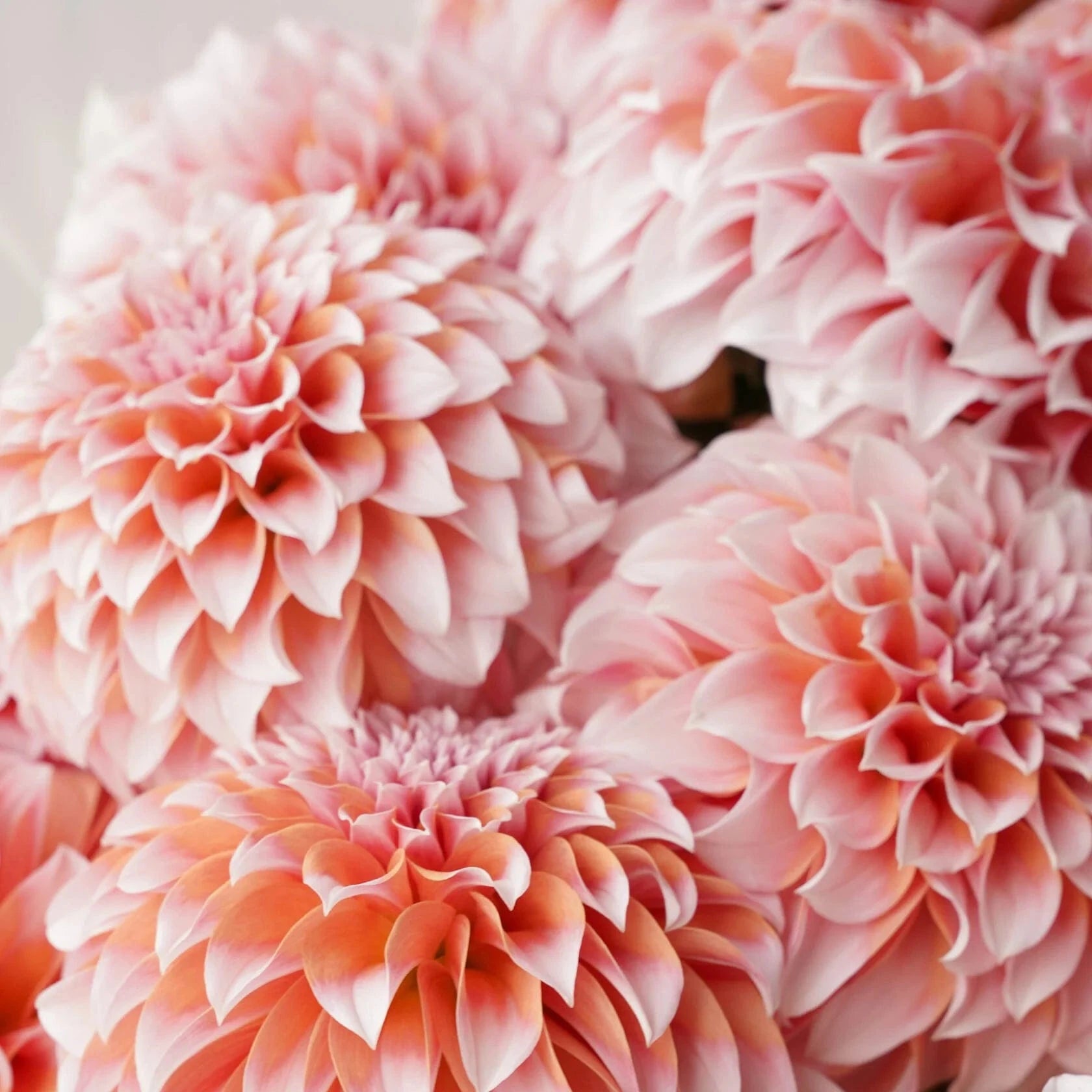 Blush Dahlia Cloud