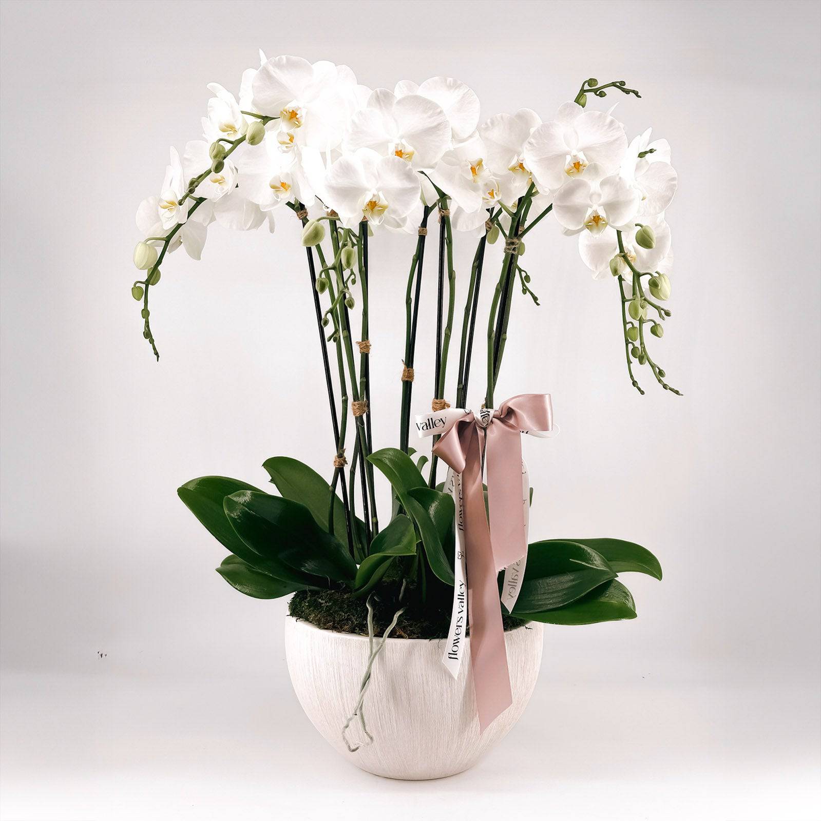 Quasi Naturale 1458-bu Orchid & Succulent Garden with White Wash Planter Quasi Naturale 1458-bu Orchid & Succulent Garden with White Wash Planter