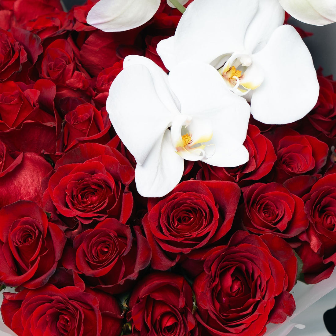 Bouquet of red roses on Valentine's Day