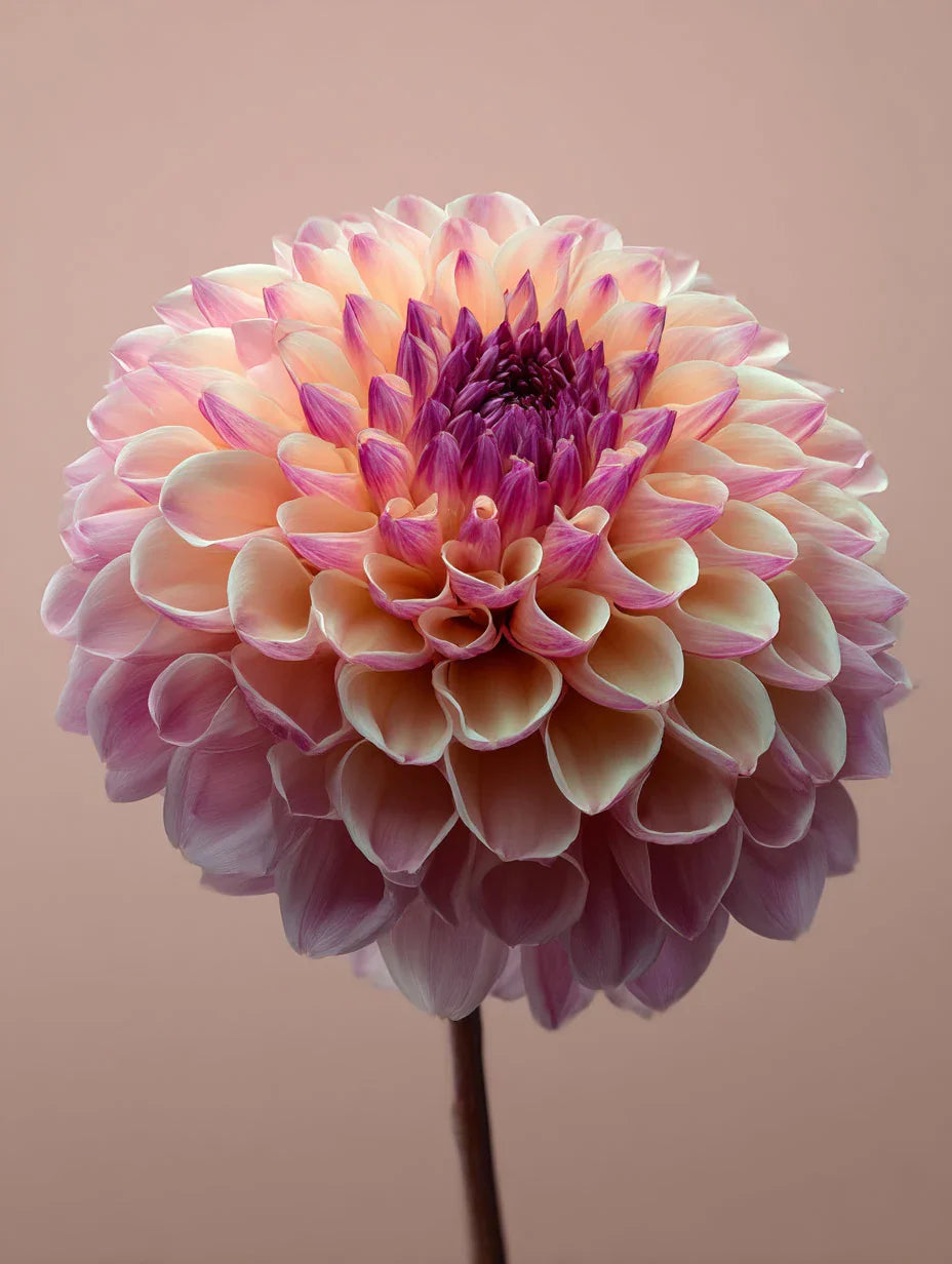 Dahlia