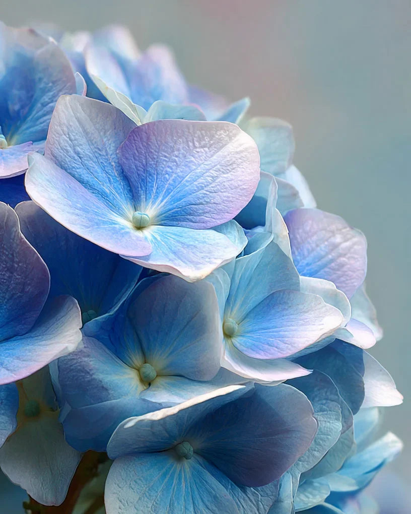 Hydrangea
