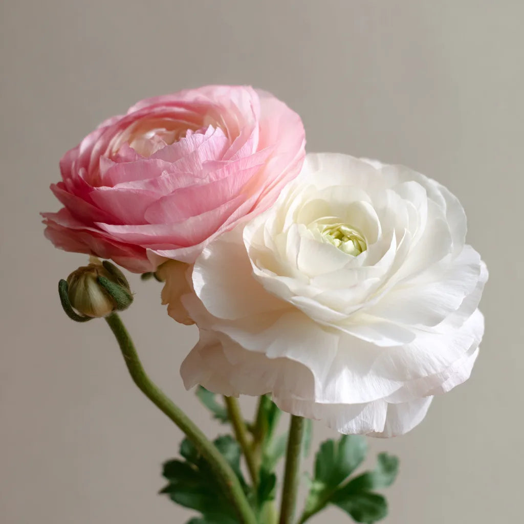 Pink and White Ranunculus