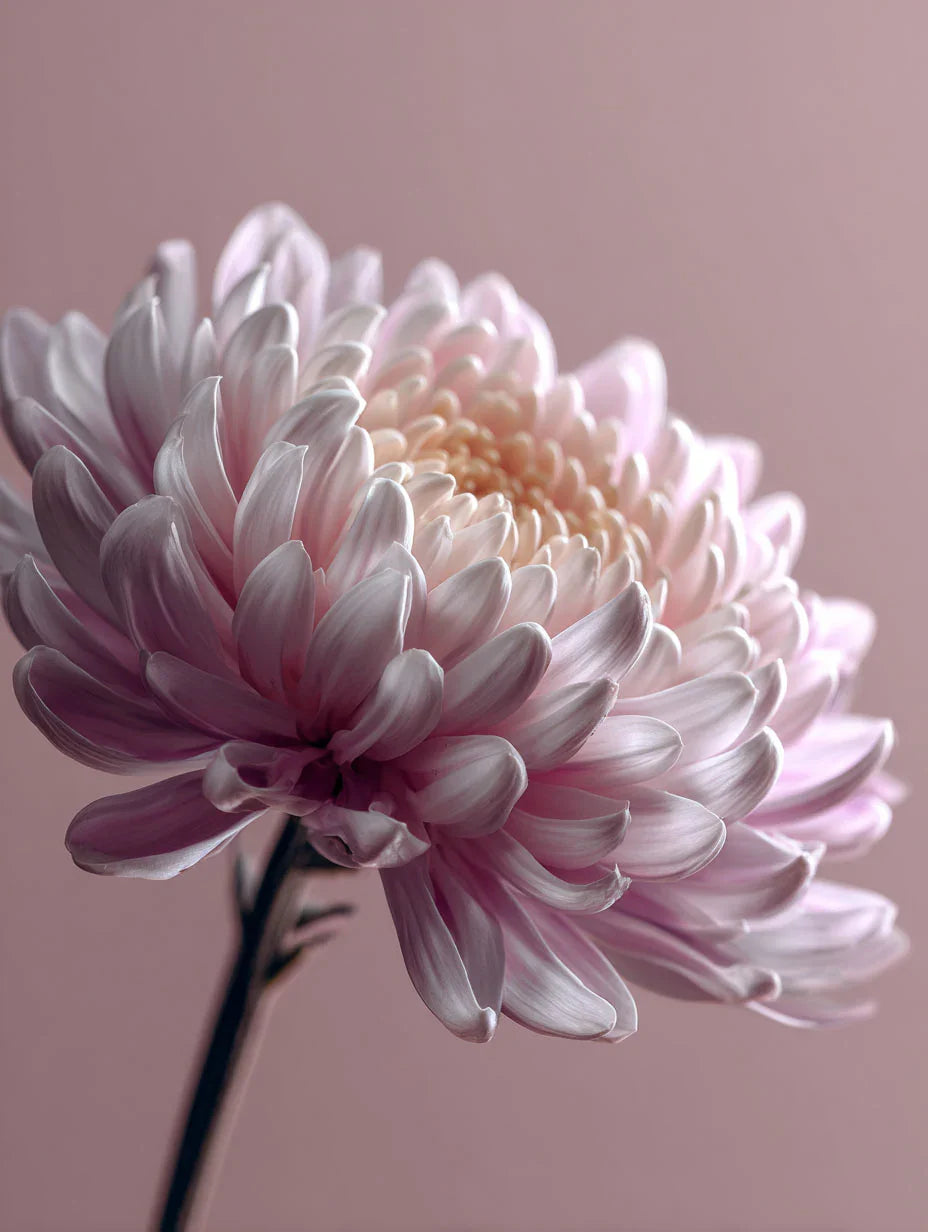 Chrysanthemum