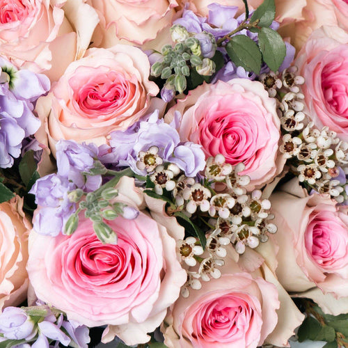 Close-up of blush pink roses with soft purple matthiola and tiny white waxflowers.