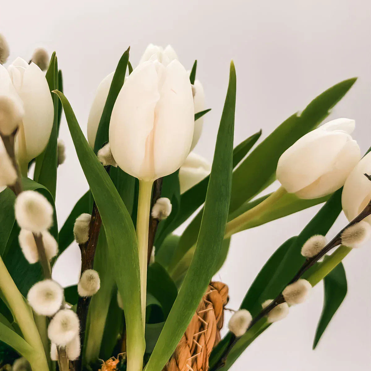 fresh white tulips with green leaves