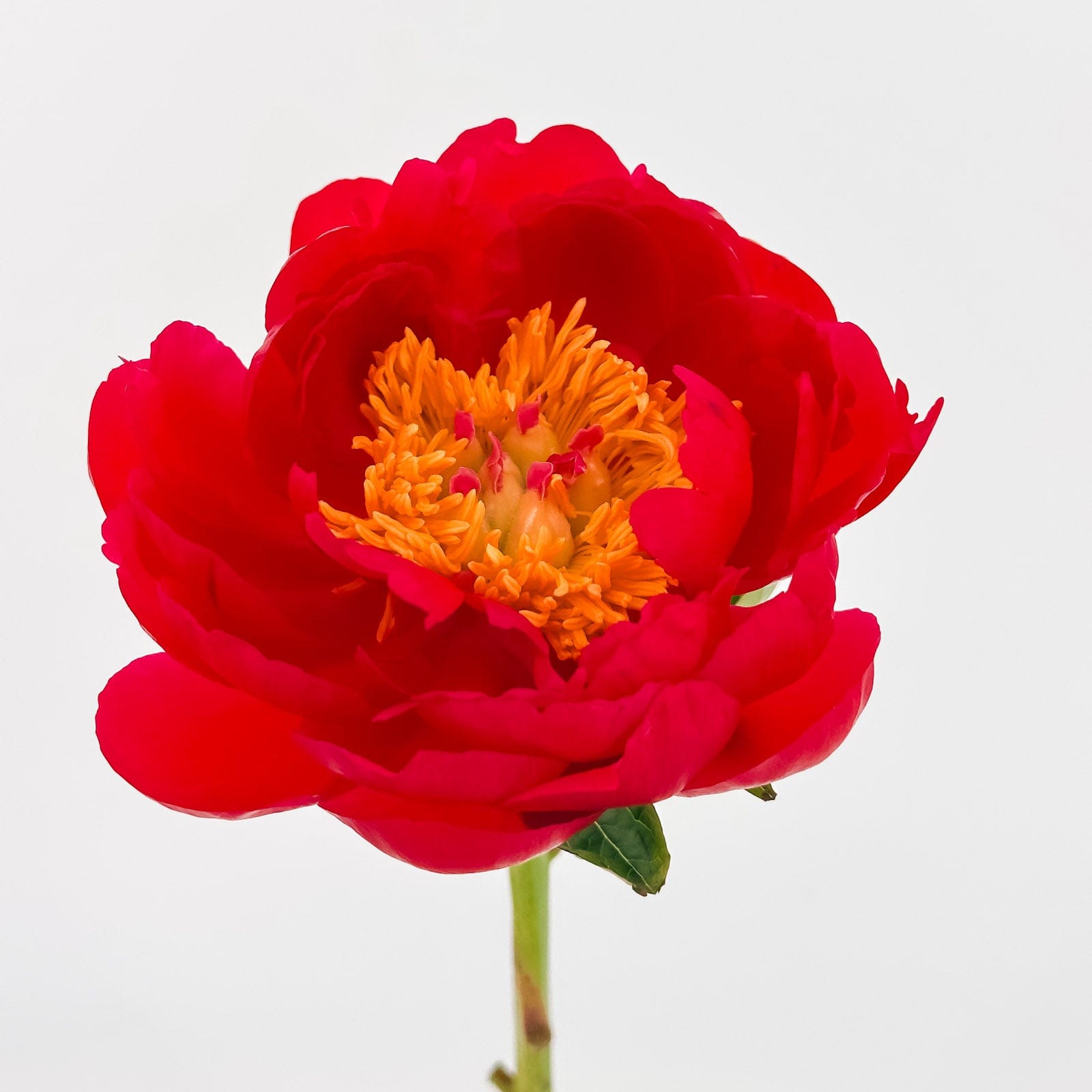 Scarlet Spring - Flowers Valley Shop