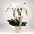 White Orchids Magic - Flowers Valley Shop