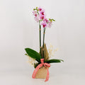 Orchid Grace - Flowers Valley Shop