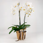 Whispering Grace Orchid Garden - Flowers Valley Shop