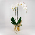 Elegant Arc White Orchid - Flowers Valley Shop