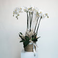 White orchids in a modern white ceramic pot, tied with a beige ribbon.