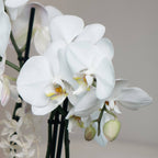 Close-up of blooming white orchid petals with soft lighting.