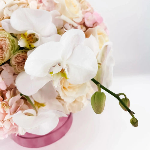 Close-up of Baby Girl Bloom Box with white orchids and blush flowers