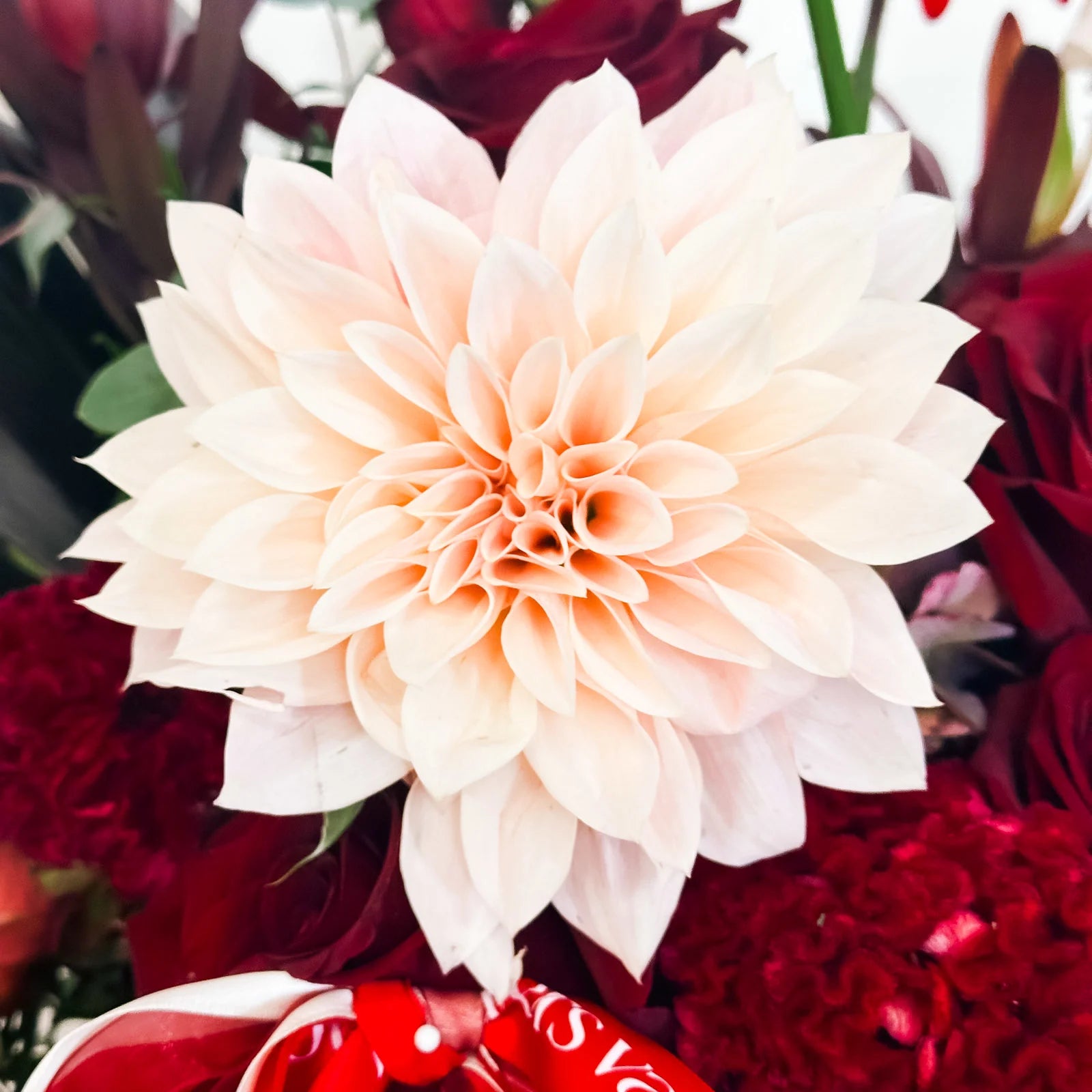 Close-up of blush dahlia bloom from Crimson Symphony floral arrangement, paired with red roses and textured accents.