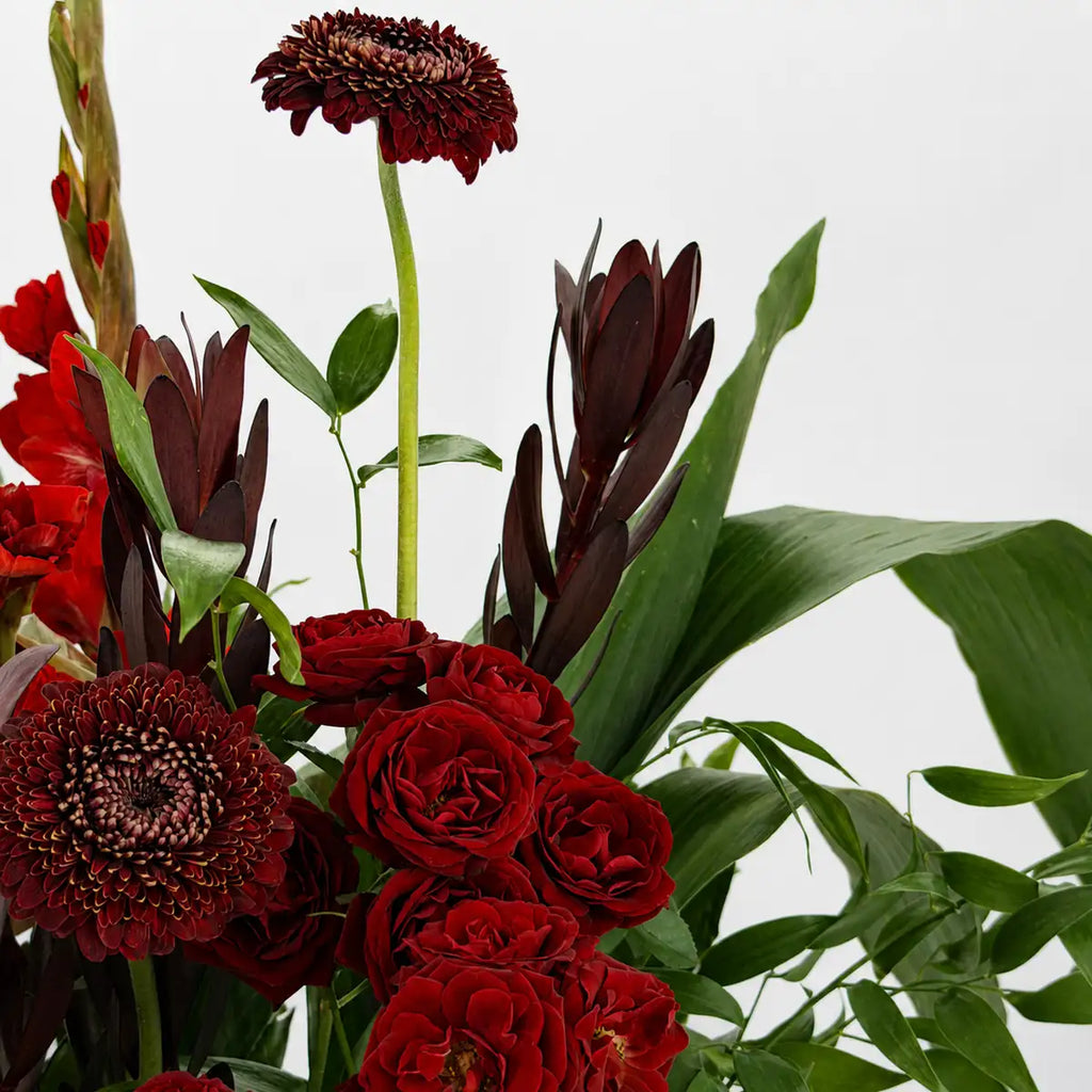 Closeup of red spray roses, burgundy gerbera and leucadendron in the Gladiolus Noir flower box arrangement