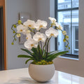 White Orchid Rotational - Flowers Valley Shop
