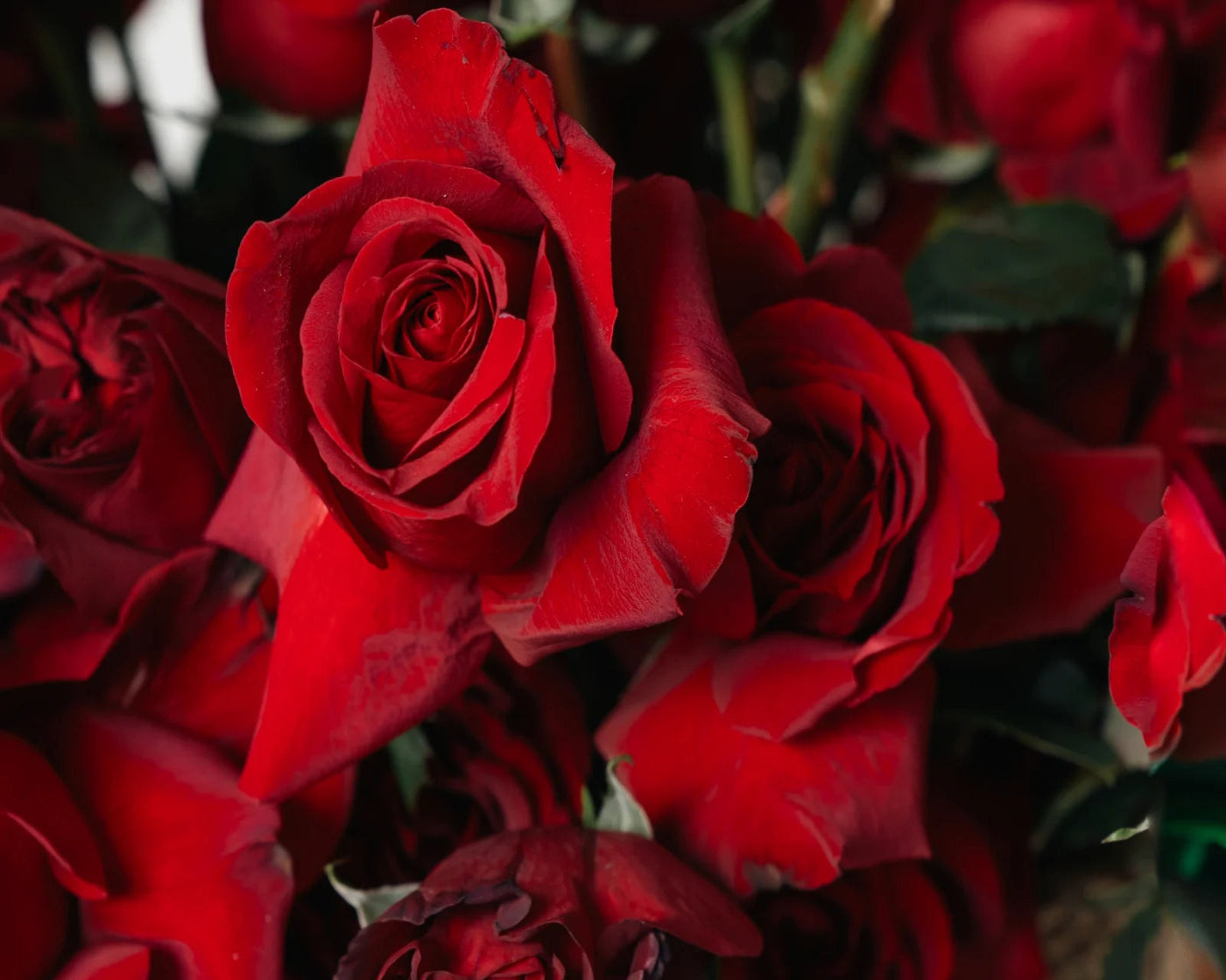 Close-up of red roses arranged as a luxury bouquet in Napa – Flowers Valley flower delivery