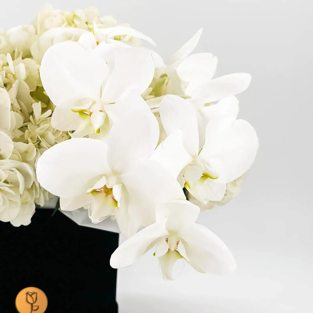 Close-up of white orchids and hydrangea in a minimal sympathy arrangement