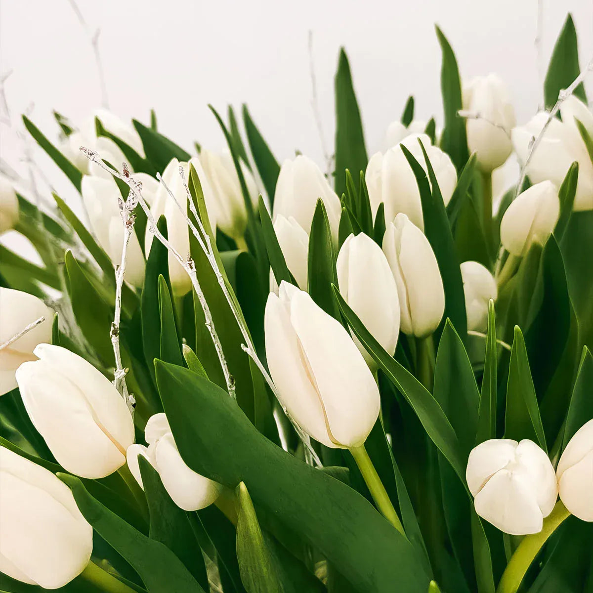 Bouquet of white tulips with green leaves on a light background